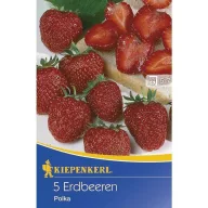 Eper Polka (rizóma) 3 db Kiepenkerl