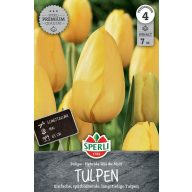 Virághagyma Tulipán Roi du Midi 7 db Sperli