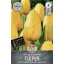 Flower bulb Tulip Roi du Midi 7 pcs Sperli