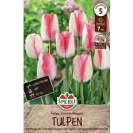 Virághagyma Tulipán Playgirl 7 db Sperli