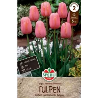 Virághagyma Tulipán Menton 5 db Sperli