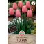 Virághagyma Tulipán Menton 5 db Sperli