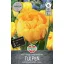 Flower Bulb Tulip with full bloom Yellow Pompenette 7 pcs Sperli