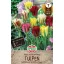 Virághagyma Tulipán színkeverék Viridiflora 10 db Sperli