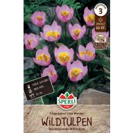 Virághagyma Tulipán vadtulipán Lilac Wonder 10 db Sperli