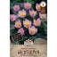 Flower Bulb Tulip Wild Tulip Lilac Wonder 10 pcs Sperli