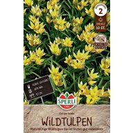 Virághagyma Tulipán vadtulipán Tulipa tarda 10 db Sperli