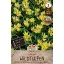 Flower bulb Tulip wild tulip Tulipa tarda 10 pcs Sperli
