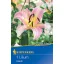 Flower bulb Lily Urandi Profi-Line Kiepenkerl 1 pc