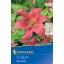 Flower bulb Lily Visa Versa Profi-line Kiepenkerl 1 pc