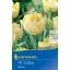 Virághagyma Tulipán Verona Profi-Line Kiepenkerl 10 db