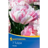 Virághagyma Tulipán Finola 7 db Kiepenkerl