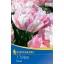 Virághagyma Tulipán Finola 7 db Kiepenkerl
