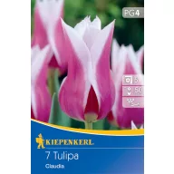 Virághagyma Tulipán liliomvirágú Claudia 7 db Kiepenkerl