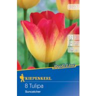 Virághagyma Tulipán Suncatcher 8 db Kiepenkerl