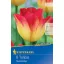 Flower bulb Tulip Suncatcher 8 pcs Kiepenkerl
