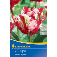 Tulip with parrot flower Estella Rijnveld 7 pcs Kiepenkerl