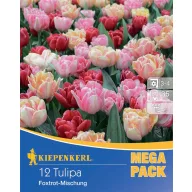 Virághagyma Tulipán Foxtrot-Mix Mega Pack 12 db Kiepenkerl
