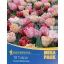 Virághagyma Tulipán Foxtrot-Mix Mega Pack 12 db Kiepenkerl
