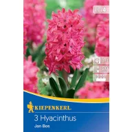 Virághagyma Jácint Jan Bos 3 db Kiepenkerl