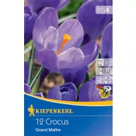   Virághagyma Nagyvirágú krókusz Grand Maitre/Blau 12 db Kiepenkerll