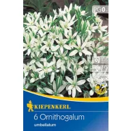   Virághagyma Ernyős madártej (Ornithogalum) 6 db Kiepenkerl