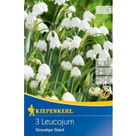 Virághagyma Tőzike Gravetye Giant 3 db Kiepenkerl
