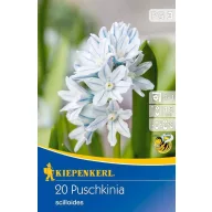   Virághagyma Csillagos Puskinvirág (Puschkinia) 10 db Kiepenkerl