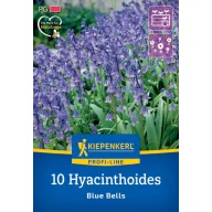 Virághagyma Angol kékcsengő Blue Bell 10 db Kiepenkerl