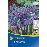 Virághagyma Prérigyertya (Camassia) 7 db Kiepenkerl