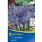 Virághagyma Prérigyertya (Camassia) 7 db Kiepenkerl