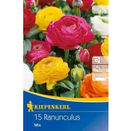  Virághagyma Boglárka (Ranunculus) Aviv-Mix 15 db Kiepenkerl