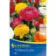 Virághagyma Boglárka (Ranunculus) Aviv-Mix 15 db Kiepenkerl