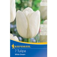 Virághagyma Tulipán White Dream 7 db Kiepenkerl