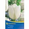 Virághagyma Tulipán White Dream 7 db Kiepenkerl