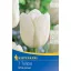 Flower bulb Tulip White Dream 7 pcs Kiepenkerl