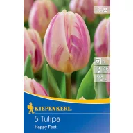 Virághagyma Tulipán Happy Feet 5 db Kiepenkerl