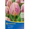 Virághagyma Tulipán Happy Feet 5 db Kiepenkerl