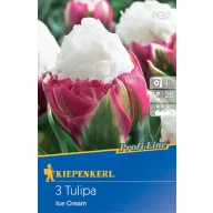 Flower Bulb Tulip Ice Cream 3 pcs Kiepenkerl