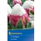 Virághagyma Tulipán Ice Cream 5 db Kiepenkerl