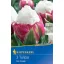 Flower Bulb Tulip Ice Cream 3 pcs Kiepenkerl