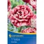 Bulb Tulip with full bloom Drumline 7 pcs Kiepenkerl