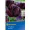 Virághagyma Tulipán Black Hero 7 db Kiepenkerl