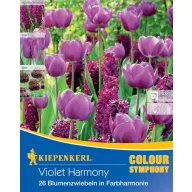   Virághagyma Colour Symphony mega Pack Violet Harmony 26 db Kiepenkerl