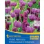 Colour Symphony mega Pack Violet Harmony 26 bulbs Kiepenkerl
