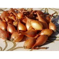 Dughagyma Makói őszi 500g VM