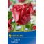 Virághagyma Tulipán Red Dress 7 db Kiepenkerl