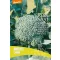Broccoli organic Limba Pure Seed approx. 50 seeds