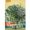Asian lettuce organic Tatsoi Rein Saat approx. 500 seeds