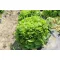 Arugula organic Selvatica Pure seed approx. 4 m2